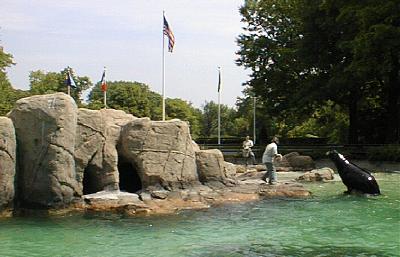 Feeding time for the sea lions