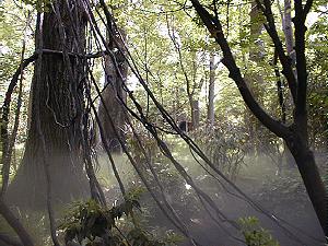 The Congo/Gorilla Forest exhibit